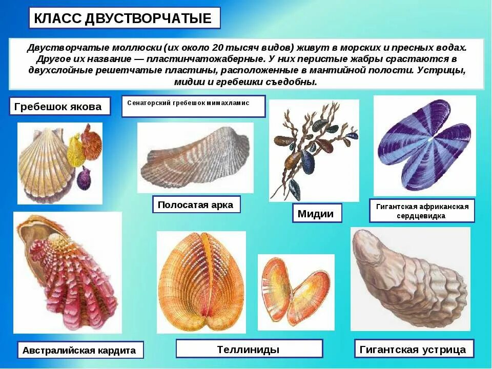 Каким животным относят моллюсков