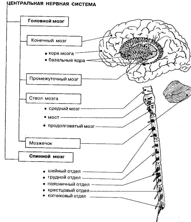 Строение головного мозга схема нервная система. Схема строения центральной нервной системы человека. Схема ЦНС центральной нервной системы. Общий план строения ЦНС головной и спинной мозг. Роль отделов цнс