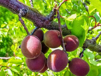 Great fruit