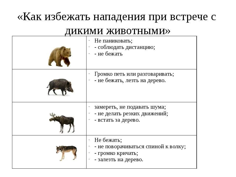 Правила поведения при встрече с дикими животными. При встрече с дикими животными. Поведение при встрече с дикими животными. Как избежать нападения при встрече с дикими животными.