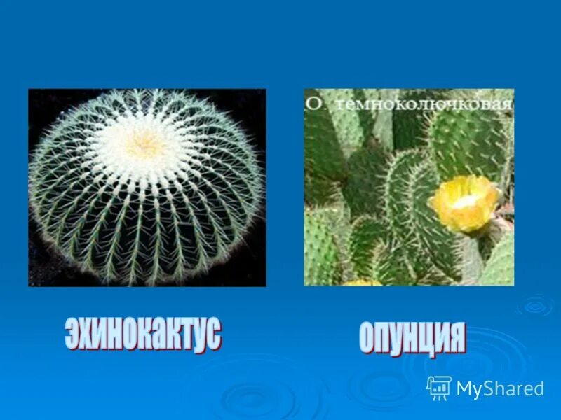 Где в природе живут кактусы и бегонии. Где в природе живут кактусы и бегонии. Кактус домашний родина растения. Где в природе живут кактусы и бегонии. Эхиноцереус шарлаховый кактус.