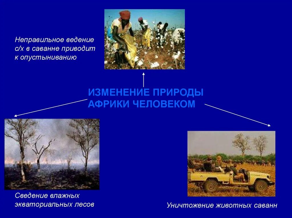 Изменение природы под воздействием человека. Изменение природы человеком. Саванны изменение природы человеком. Влияние человека на природу Африки. Деятельность человека и изменение природы саванны.