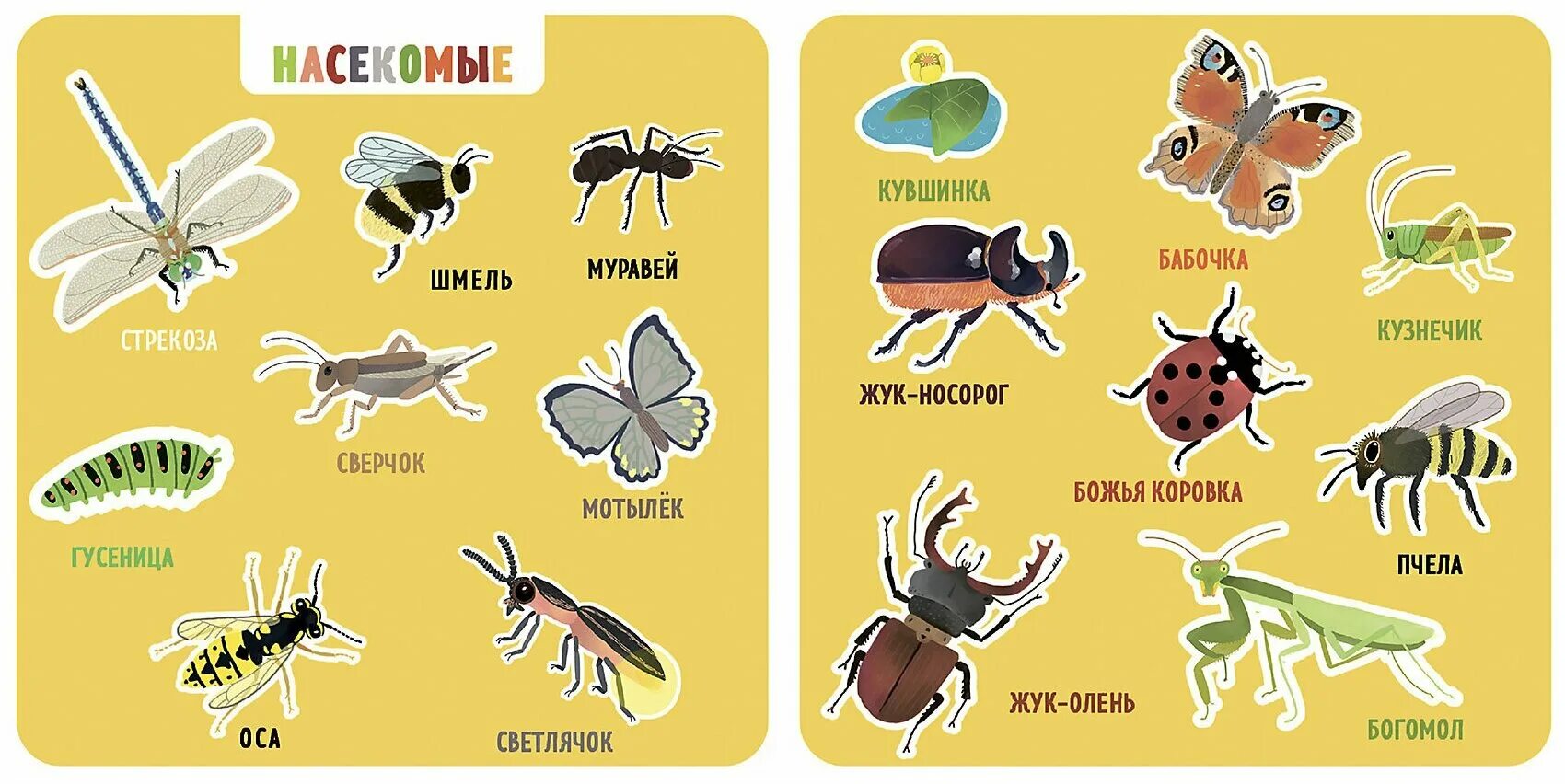 Карточки для детей. Насекомые. Насекомые названия. Насекомые с названиями для детей. Насекомые карточки для детей с названиями.