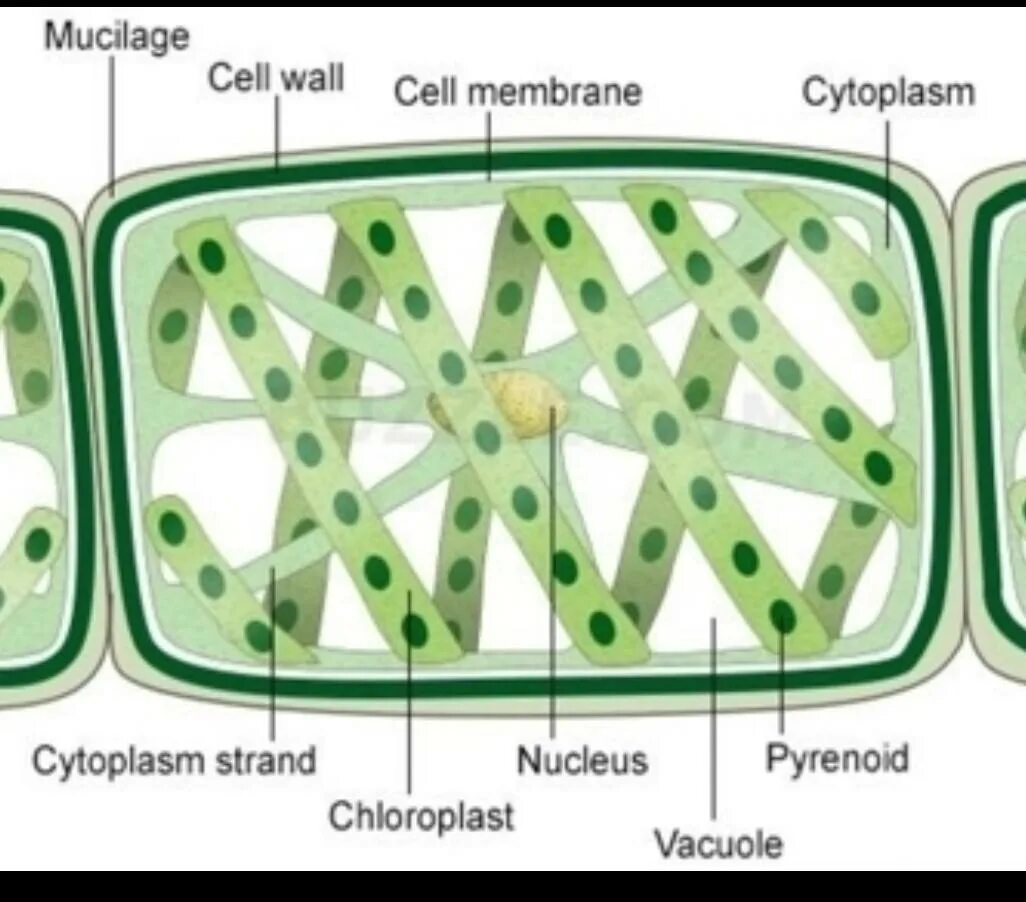 Хлоропласт спирогиры. Spirogyra водоросль. клеточная стенка спирогиры. клетка спирогиры. спирогира водоросль строение.