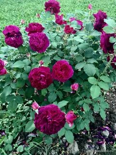 Master rose