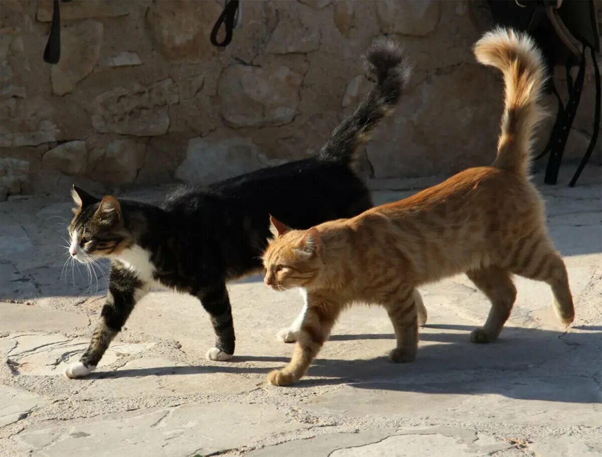 Кошечка гуляет. Кошка идет. Котик гуляет. Рыжий кот гуляет. Два кота.