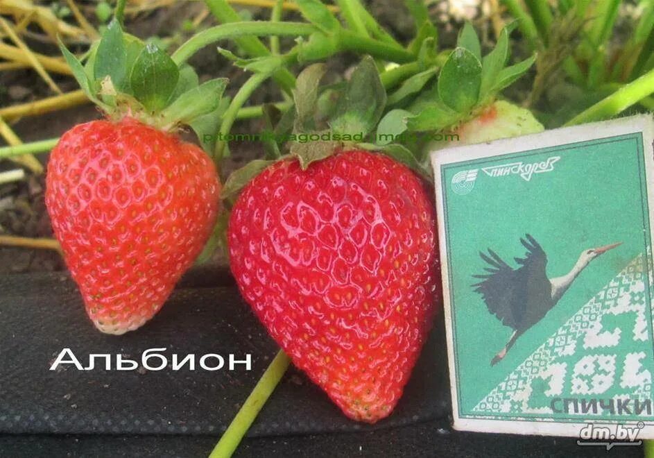 Посадка и уход за клубникой Альбион: советы и рекомендации