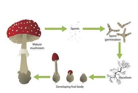 Как получить mushrooms