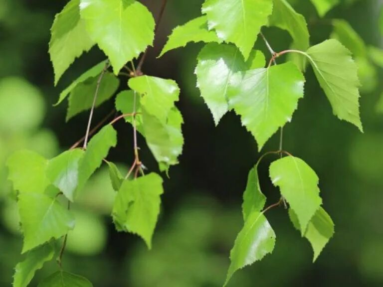 Берёза листья. Betula populifolia. Листва березы. Березовый лист. Листок березки