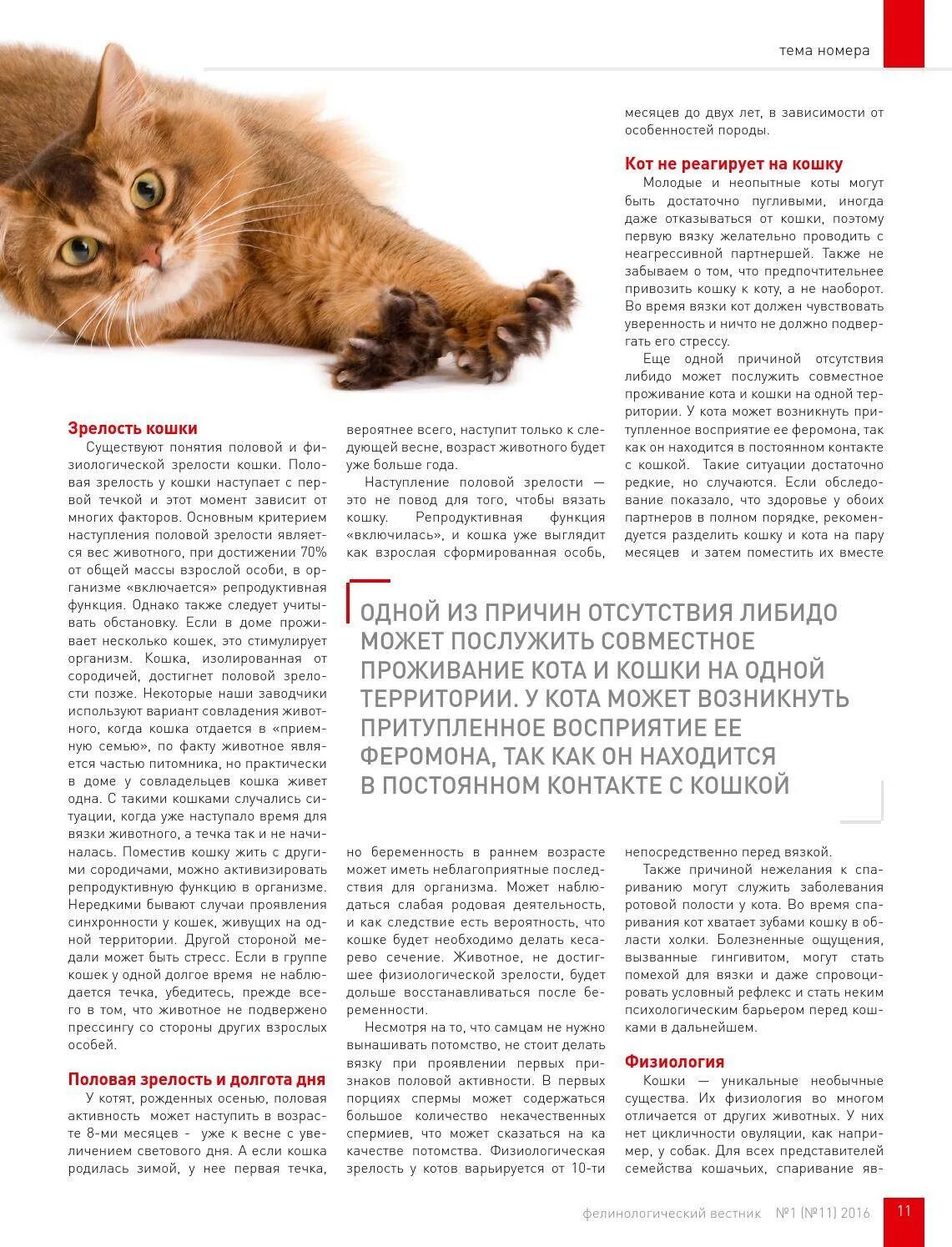 Когда у кошек начинается первая. Половое созревание у кошек. половая зрелость у кошек. возраст полового созревания котов. возраст полового созревания у кошек.