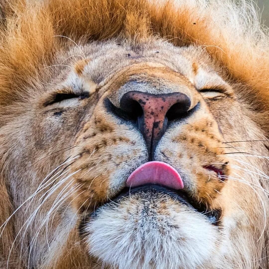 Добрый лев. Лев ухмылка. Довольный лев. Улыбка льва. Лев весёлый.