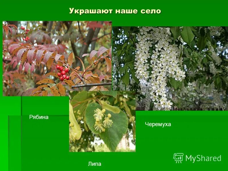 Роза и черемуха. Рябина черемуха боярышник. Соцветие черемухи. Гроздья черемухи. Простой лист у черемухи рябины гороха картофеля.