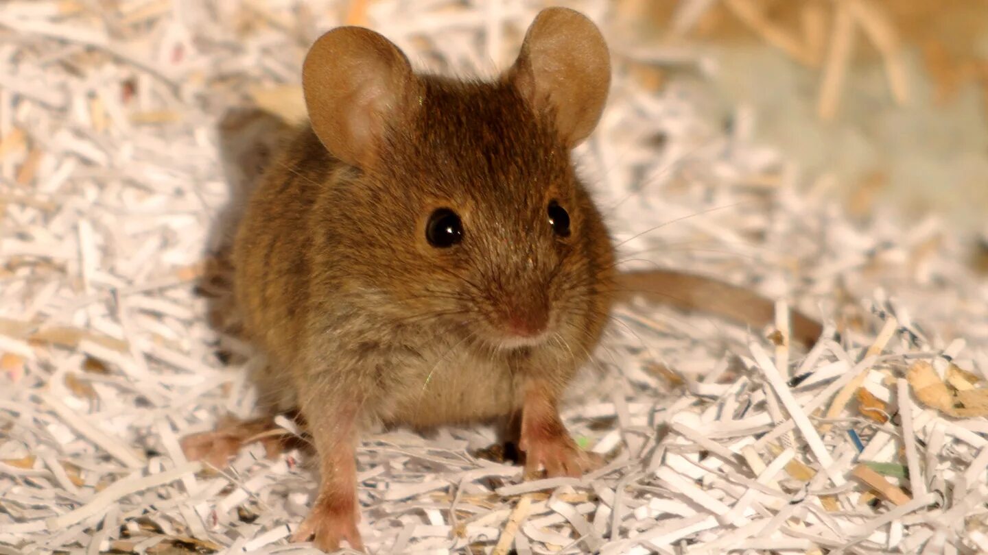 Домовая мышь. Домовые мыши. Домовая мышь mus musculus Linnaeus. Домовая мышь фото. Sibm mouse