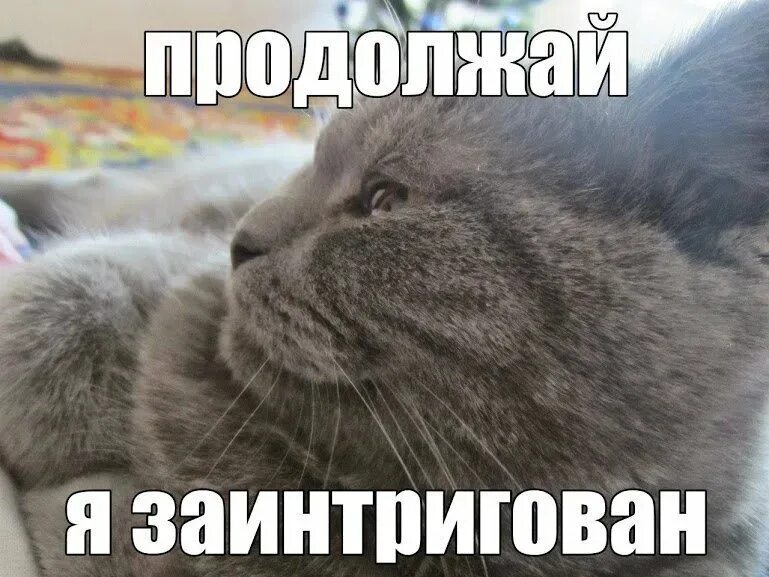 Я люблю когда ты продолжить. Продолжай я заинтригован кот. Мемы с котиками для важных переговоров. Продолжай Мем. Мемы с котами и надписями.