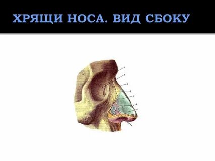 Нос какая ткань