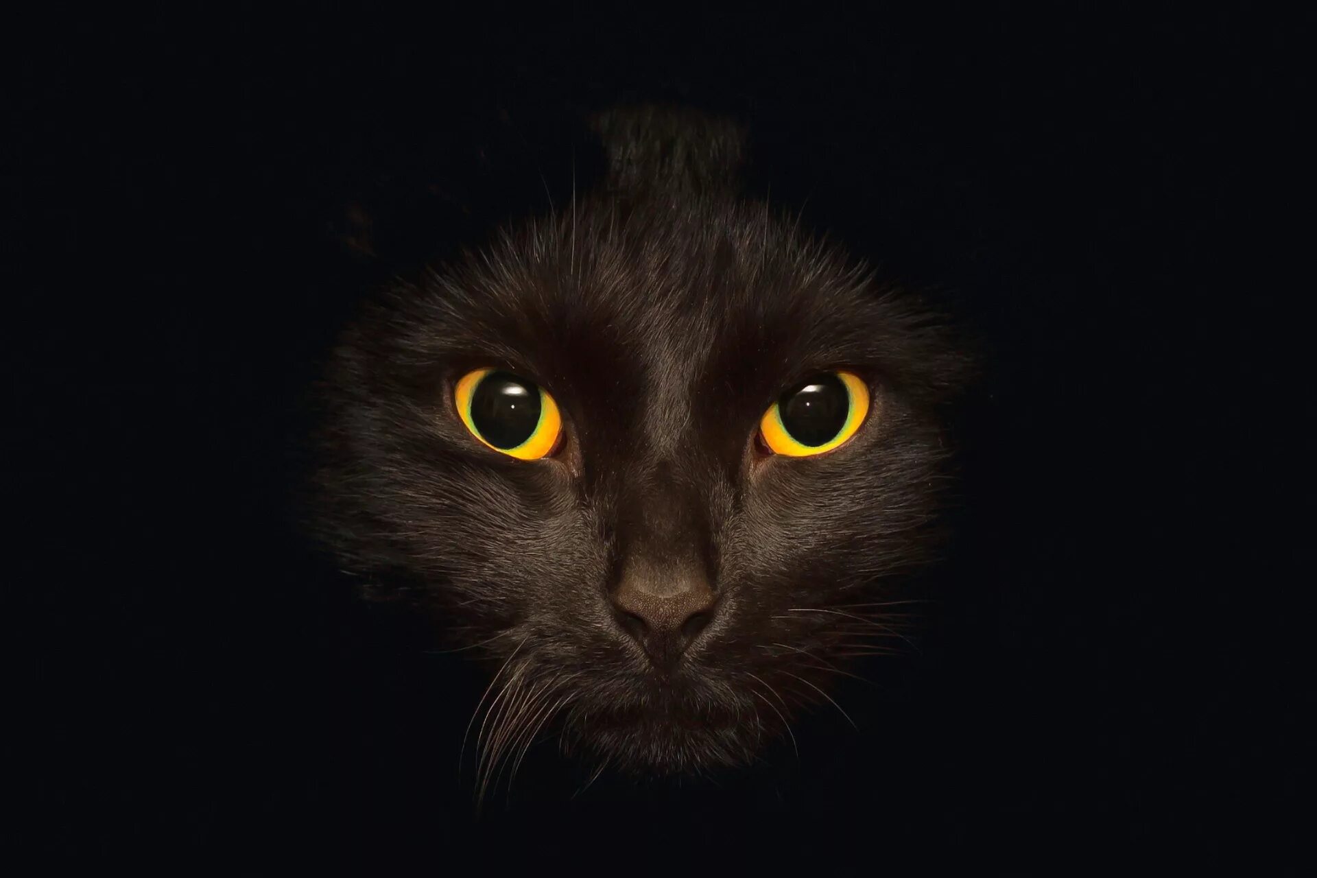 Black cat eye. Чёрный кот. Кошачий глаз. Черные коты. Кошачьи глаза на черном фоне.