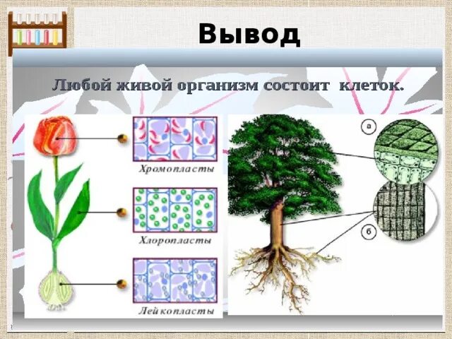 Организм животного состоит из клеток. Организм состоит из клеток. Живые организмы состоят из клеток. Каждый живой организм состоит из клеток. Растения состоят из клеток.