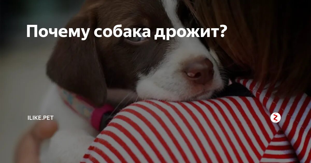 Трясущая собака. Собачий кашель. Собака трясется и тяжело. Трясущая собака. Собака отвернулась.