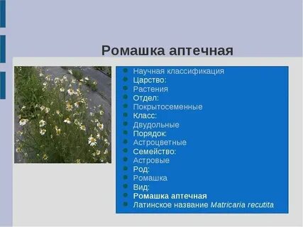 Систематика ромашки 7 класс
