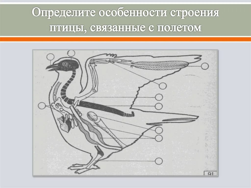 Особенности строения птиц. Особенности строения у Пти. Признаки строения птиц. Особенности внутреннего строения. Внутреннее строение птиц в связи с полетом