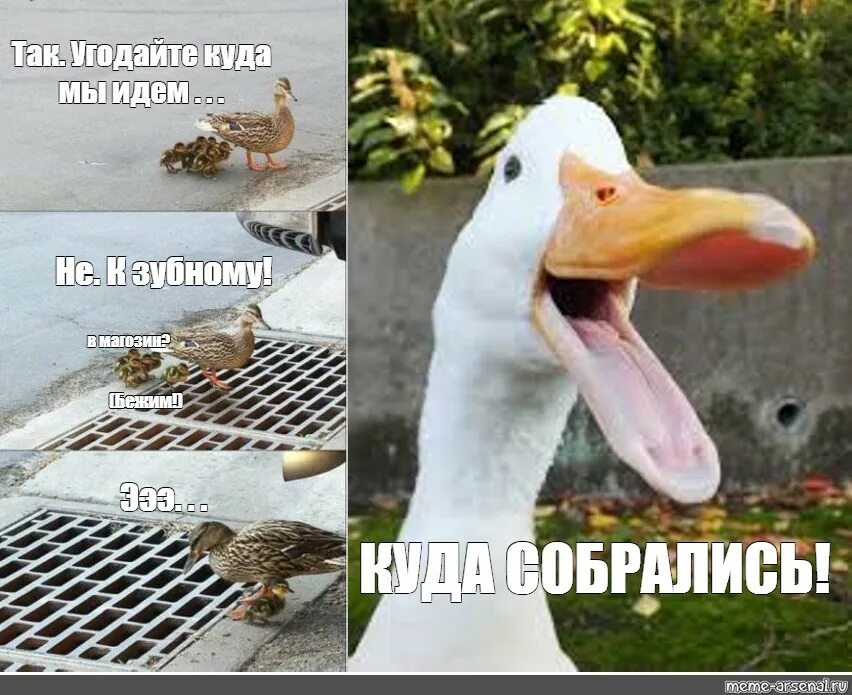 Утка жалобно кричала потому что. Утка мем. мемы смешные с утками. мем утка с утятами. мемы с уткой.