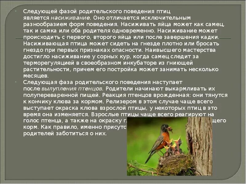 Родительское поведение птиц. Особенности поведения птиц. Доклад "поведение птиц". Формы поведения птиц.