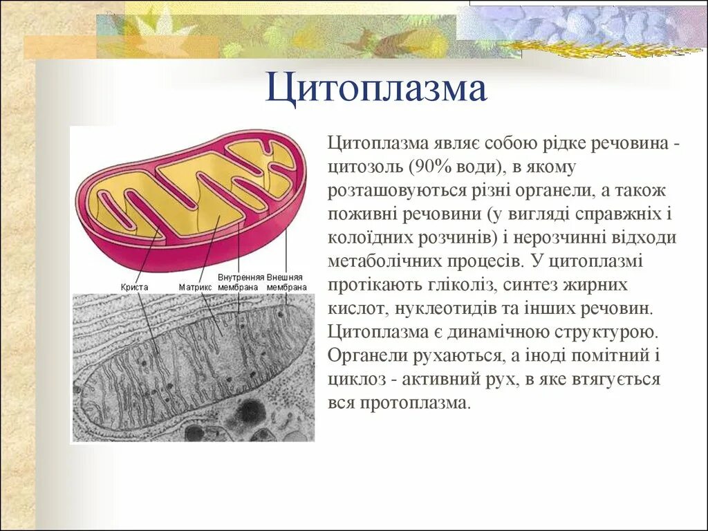 Что собой представляет цитоплазма какова ее роль. Цитоплазма представляет собой. цитозоль и цитоплазма. цитозоль рисунок. цитозоль строение.