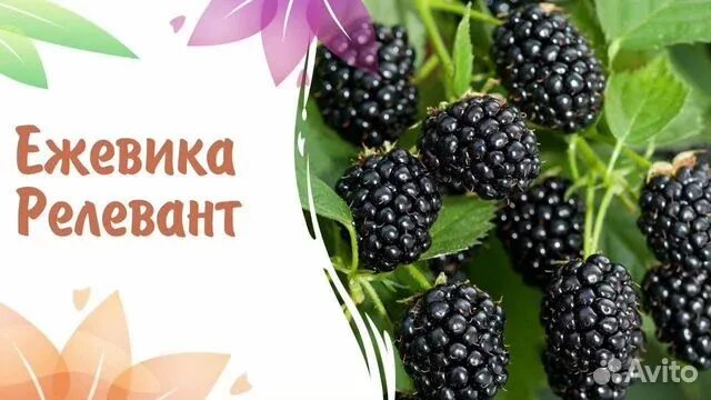 Что содержит ежевика. Ежевика релевант. ежевика лохтей. ежевика гибридная relevant. ежевика канадская.