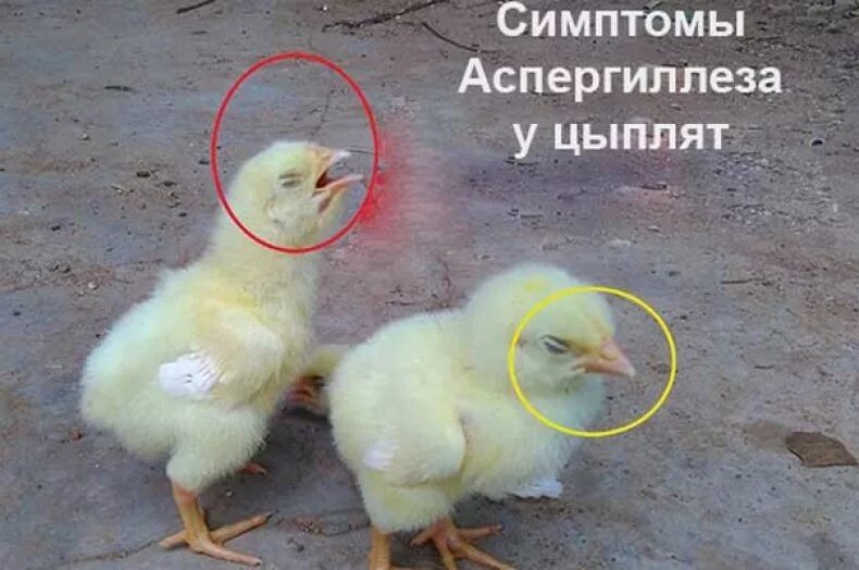 У молодых цыплят нет заметных. Аспергиллез цыплят бройлеров.