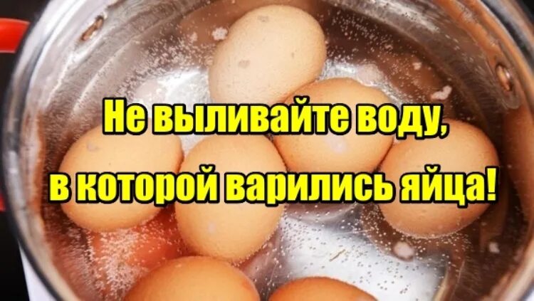 Как проверить сварилось ли яйцо. Яйцо сварилось или нет. как понять сварились яйца или нет. как понять что яйцо сварилась.