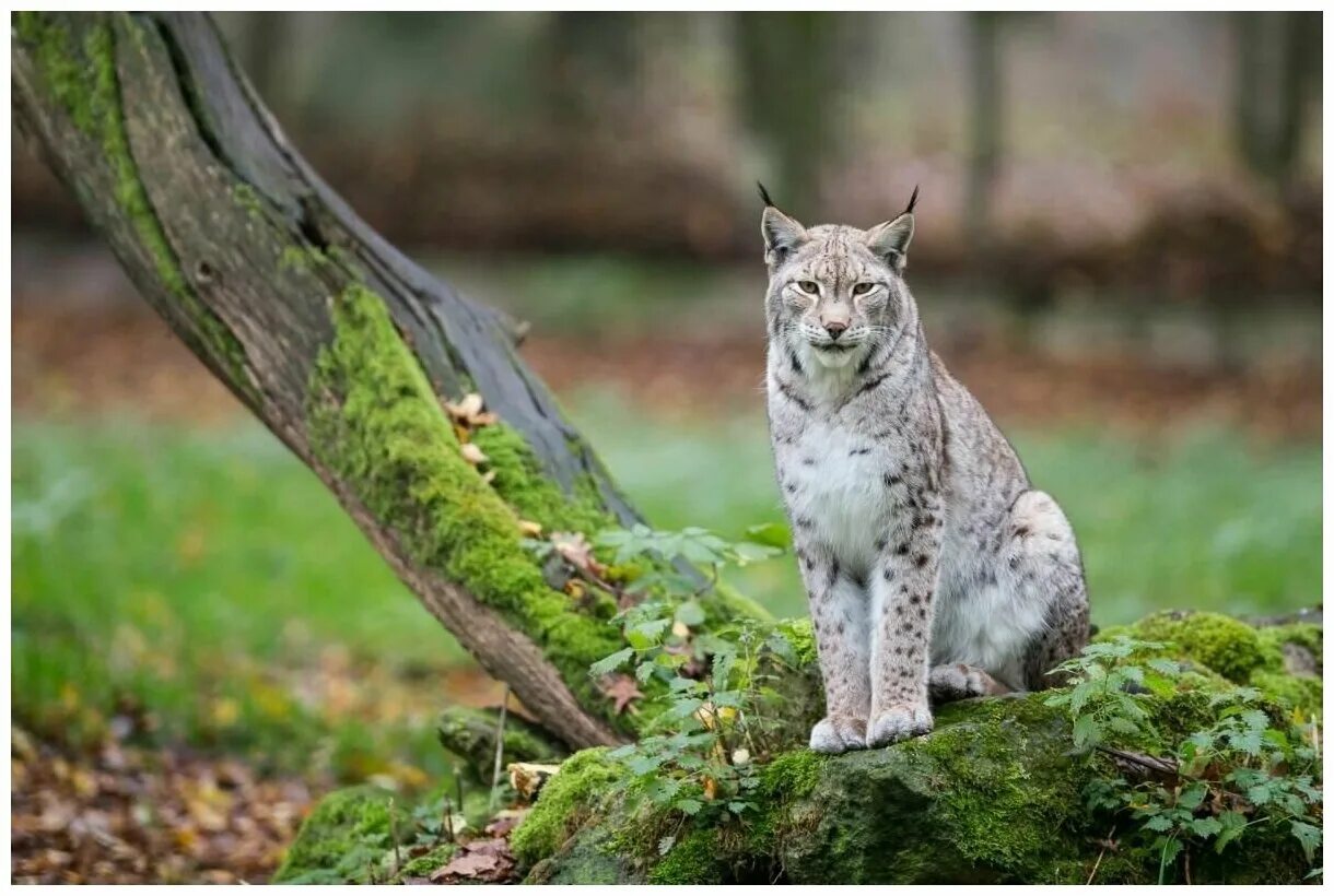 Lynx's. Гималайская Рысь. Обыкновенная Рысь Lynx Lynx. Сибирская Рысь. Белая Рысь альбинос.