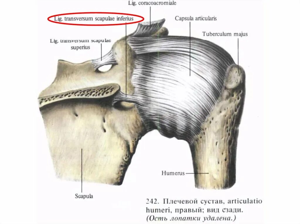 Соединение костей лопатки. Суставная капсула плечевого сустава анатомия. Плечевой сустав (articulatio Humeri). Связочный аппарат плечевого сустава анатомия. Плечевой сустав анатомия строение кости.