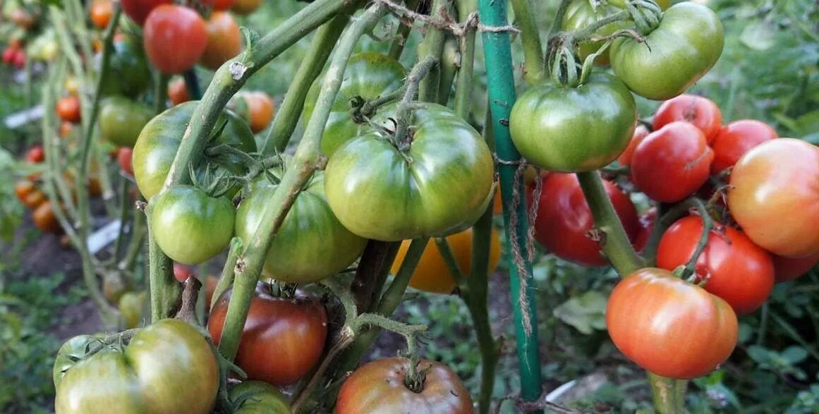 Томат вкусное вино характеристика и описание