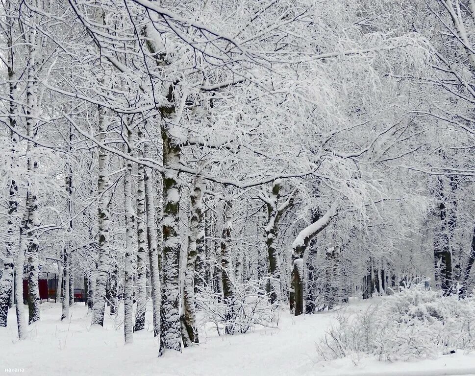 курский лес зимой. зимние картинки на телефон красивые. белоснежная зима. белая зима авторы. белая зима авторы.