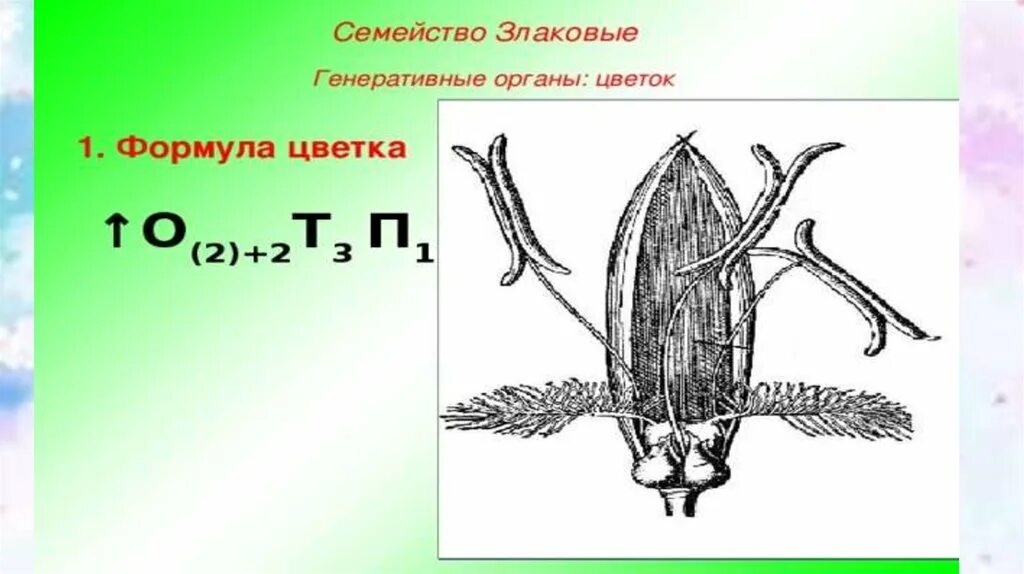 Органы злаковых. Формула цветка злаковых 6 класс биология. Строение цветка злаковых формула. Семейство злаковые формула и диаграмма. Семейство злаковые формула цветка.