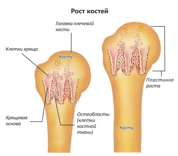 Рост костей. Зона роста кости. Рост костей в длину. За счет чего растет кость