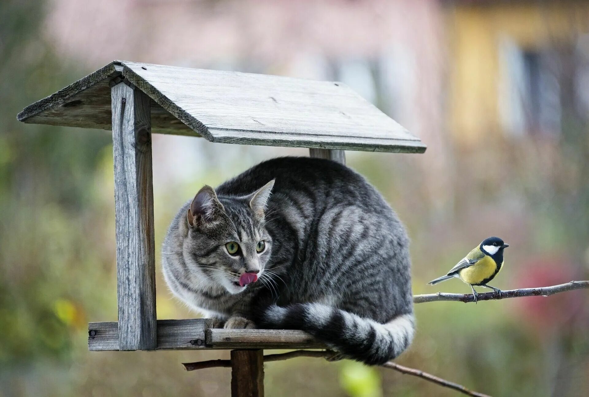 Что клюют птицы в кормушке. Птички для кошек. Кот в кормушке для птиц. Кот охотится на птиц. Кот и синица.