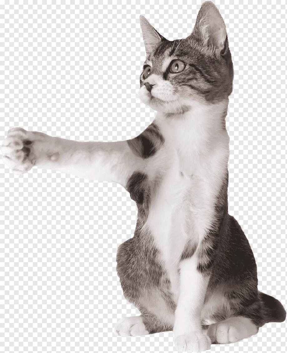 Кот стоит на белом фоне. Котенок с поднятой лапой. кошка на прозрачном фоне. котик на белом фоне. кот показывает лапой.