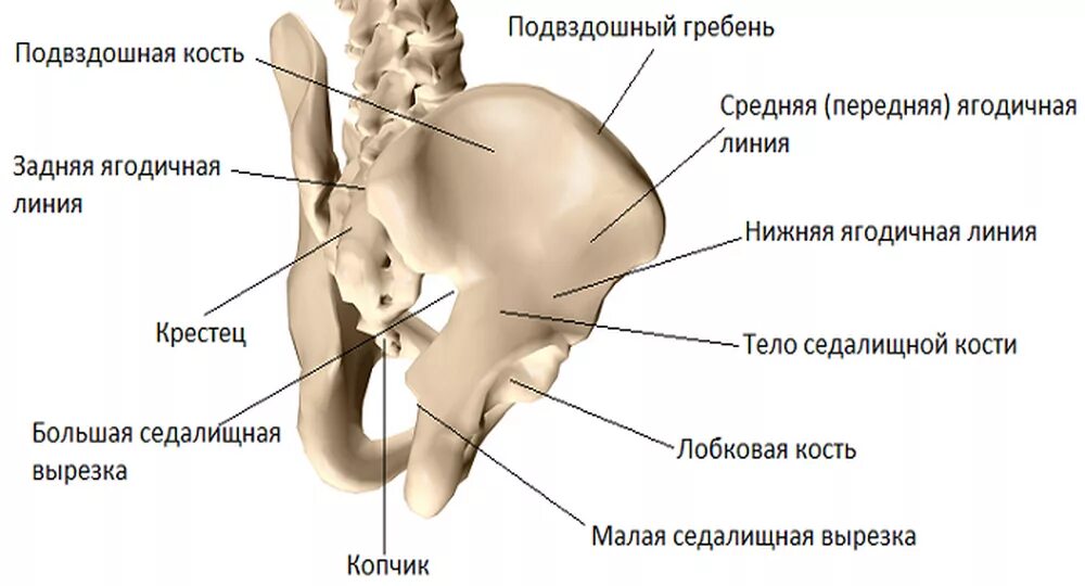 Гребень подвздошная кость анатомия. Строение таза подвздошная кость. Тазовая кость гребень подвздошной кости. Крыло подвздошная кость анатомия.