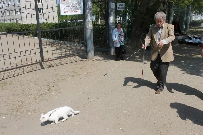 Поводырь рассказ на дзен. Кот поводырь. Выгуливание кошек на поводке. Поводок для кота. Огромный кот на поводке.