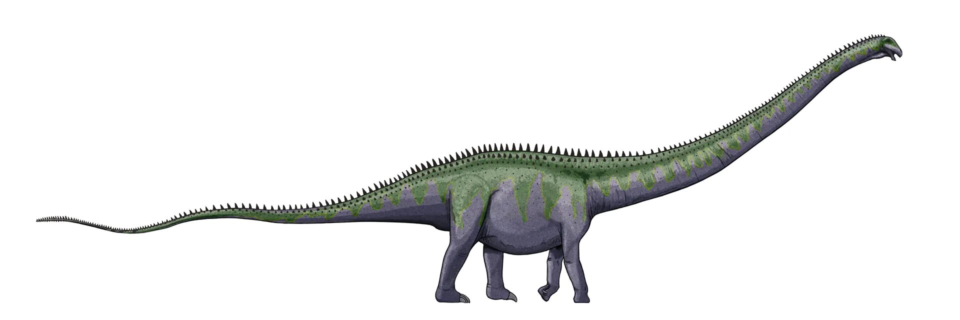 Суперзавр. Supersaurus vivianae. кнутохвостый суперзавр. «суперзавр», «ультразавр».