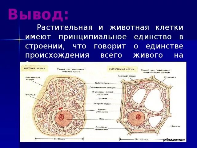 Растительная клетка вывод. Сравнение особенностей строения клеток растений и животных вывод. Растительные и животные клетки вывод. Животная клетка вывод. Вывод о строении растительных и животных клеток.