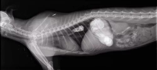 Пищевод кошки. Мегаэзофагус у собак рентген. Заворот желудка у собаки рентген.