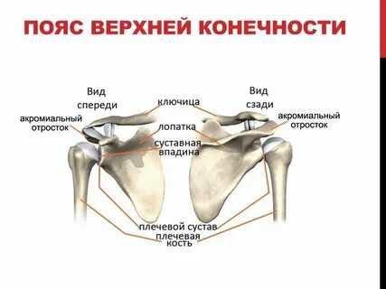 Скелет плечевого пояса ключица и лопатка