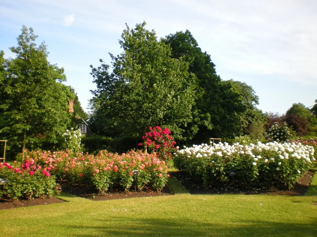 гортензия королева сада. отзывы сады королева. астра однолетняя королева сада. лондон риджентс парк в 2021. роза риджентс парк.