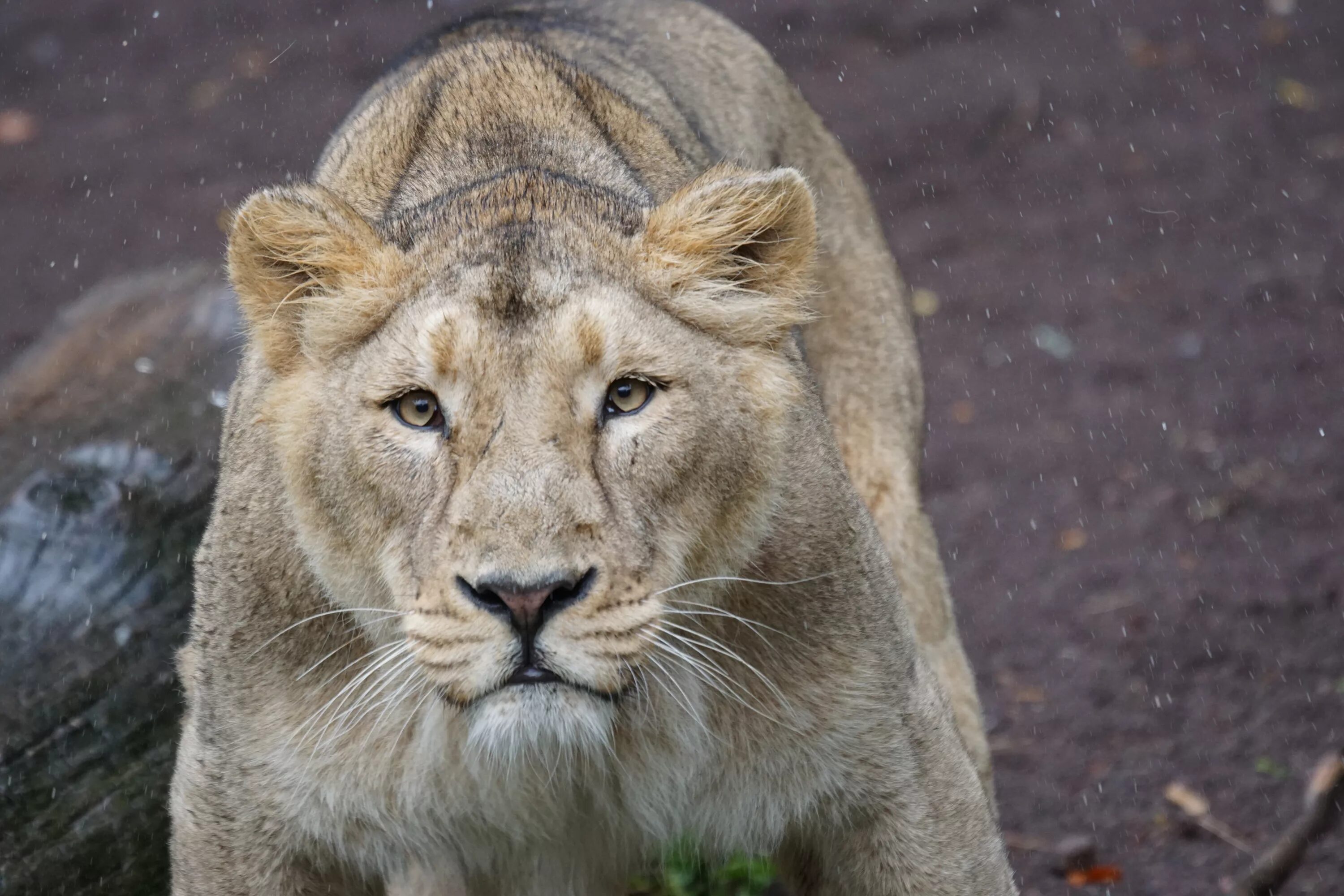 Lioness in the rain. Львица. Морда львицы. Серая львица. Взгляд львицы.