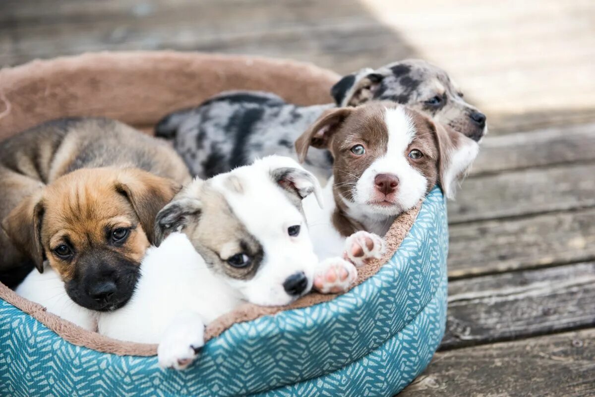 Breed pet. Breed pet. Много кошек и собак. Собака на оранжевом фоне. Разные собаки.