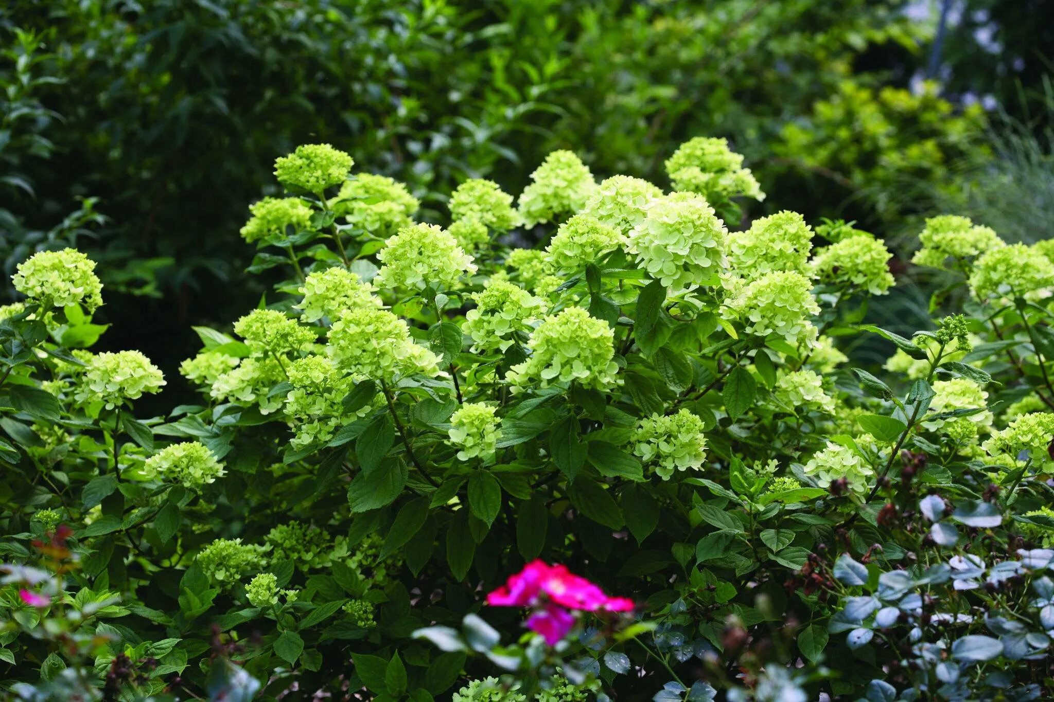 Hydrangea paniculata little. Hydrangea paniculata little