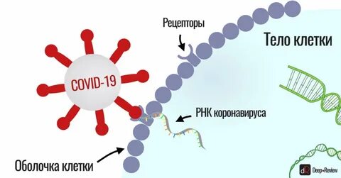 Спутник мрнк вакцина или нет