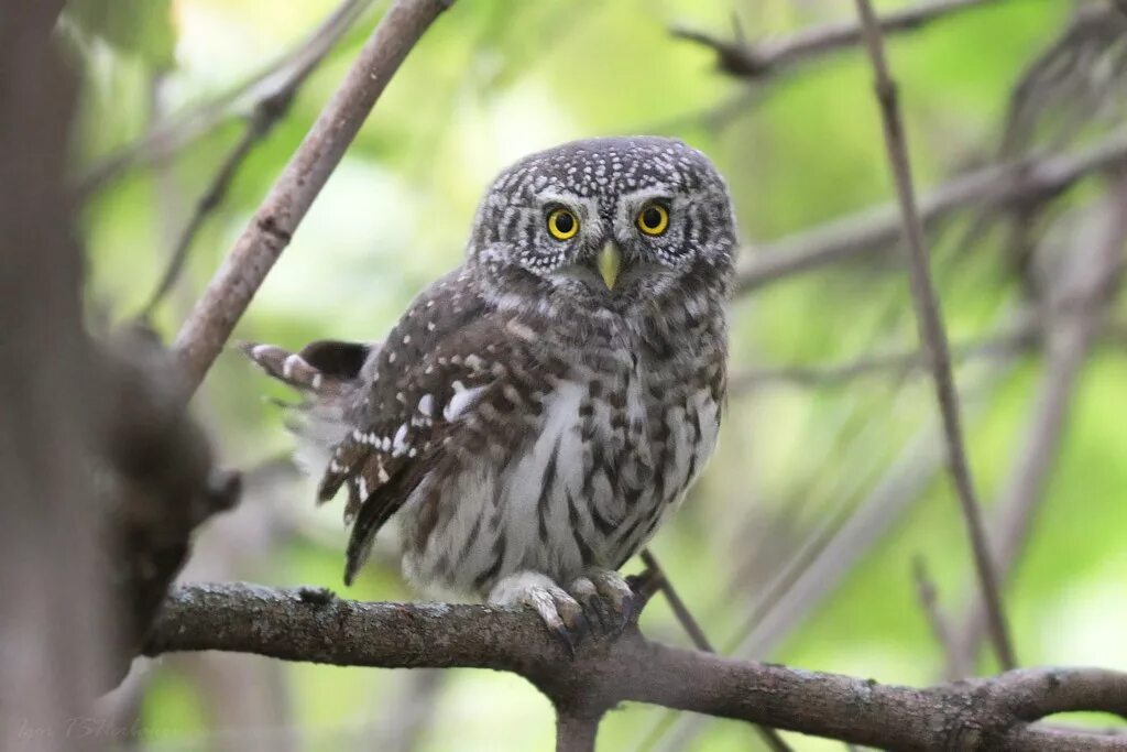 браминский сыч. сыч казанский. сыч казанский. сыч пепельный. сыч казанский.